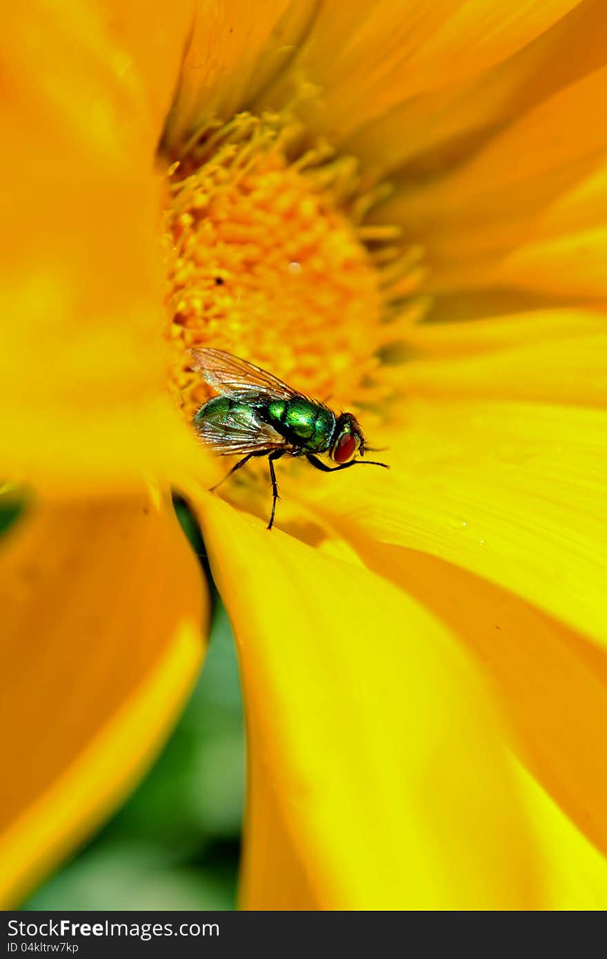 Blowfly