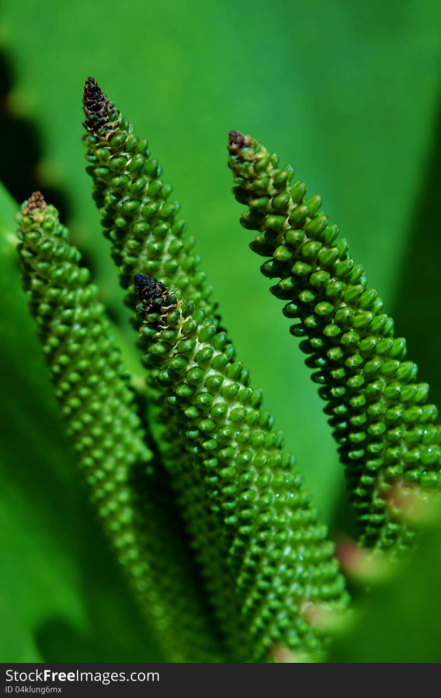 Aloe vera flower buds