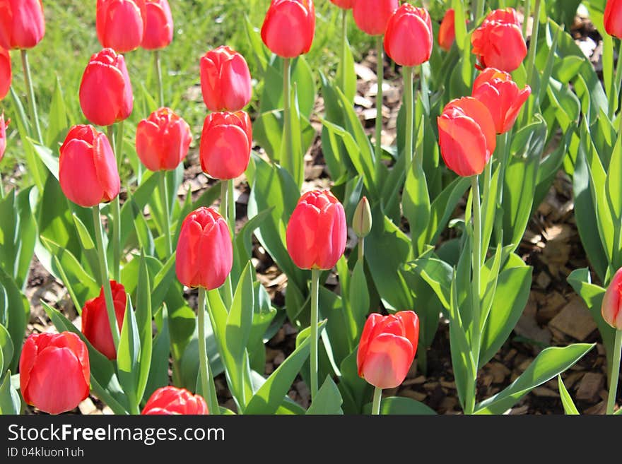 Red tulips