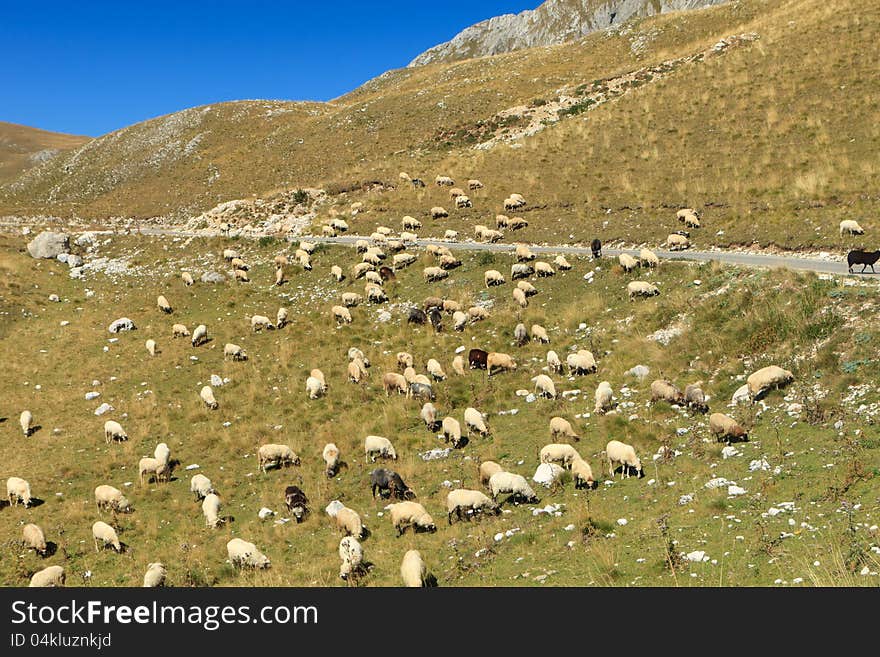 Sheep On Hillside