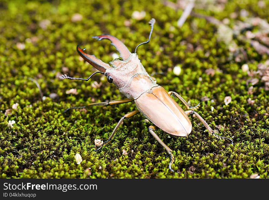 Stag beetles (Lucanidae) on moss. Stag beetles (Lucanidae) on moss