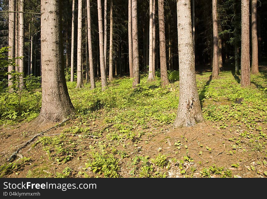 Strains grown in the spruce forest