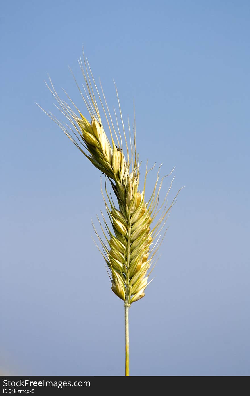 One corn on the cob on a blue background. One corn on the cob on a blue background