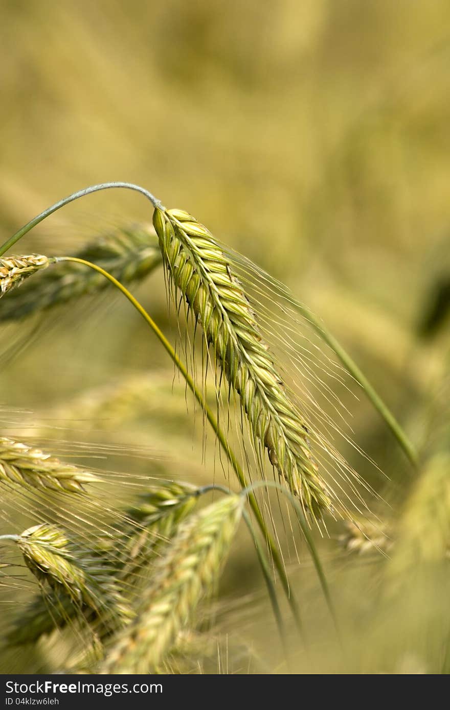 Agricultural wheat crop in detail