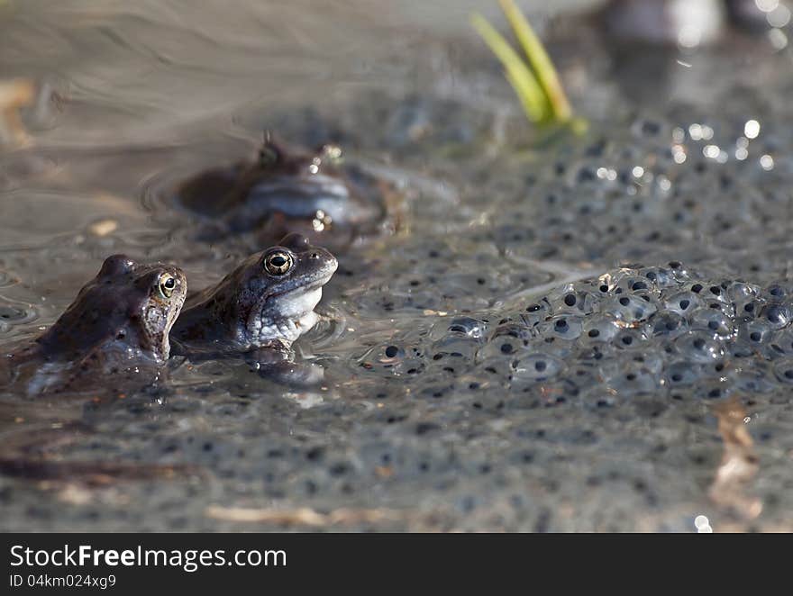 Frogs