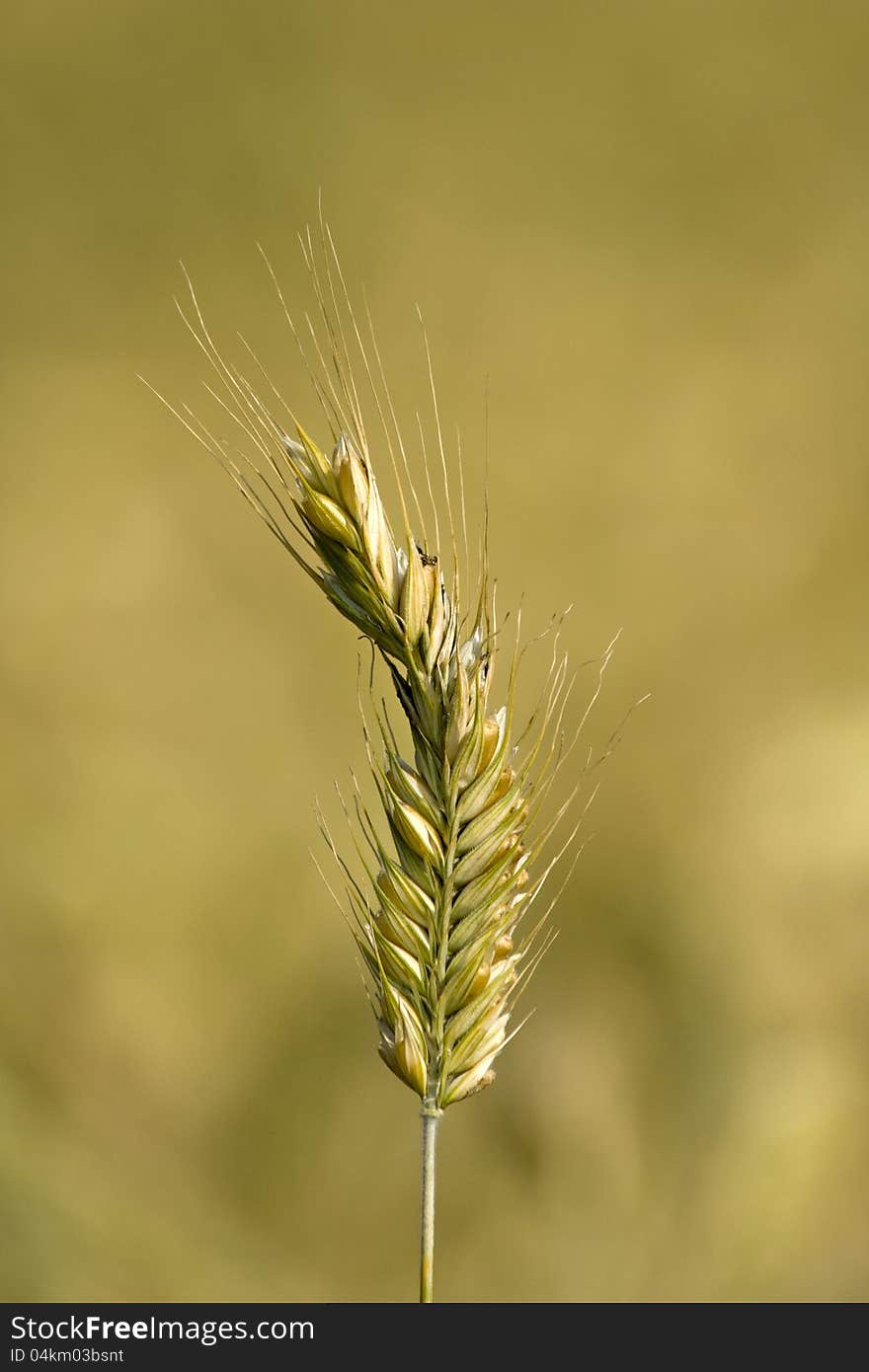 Grain detail