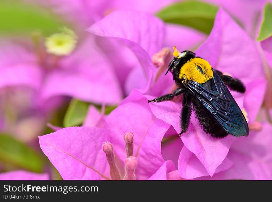 Carpenter Bee