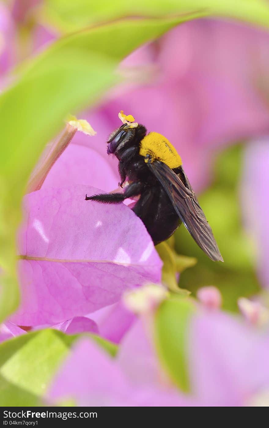 Carpenter bee on Bougainvillea flower