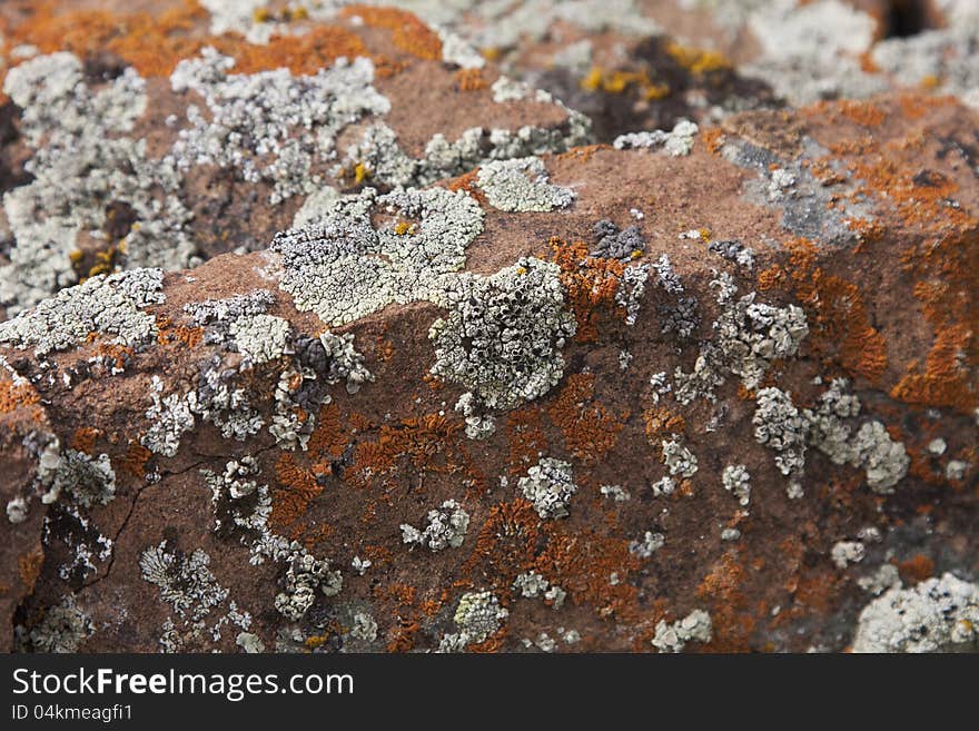 Clumps of Moss Growing on a Stone. Clumps of Moss Growing on a Stone