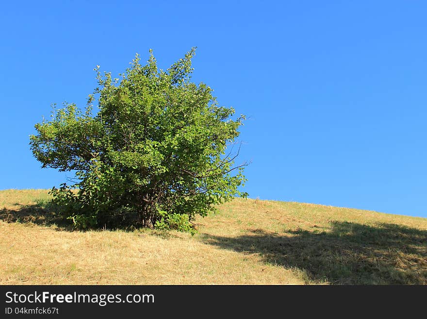 Lonely Green Bush on Dried Dead Grass Hill