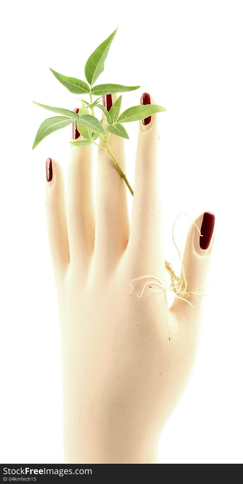 Small plant held by woman s hand.