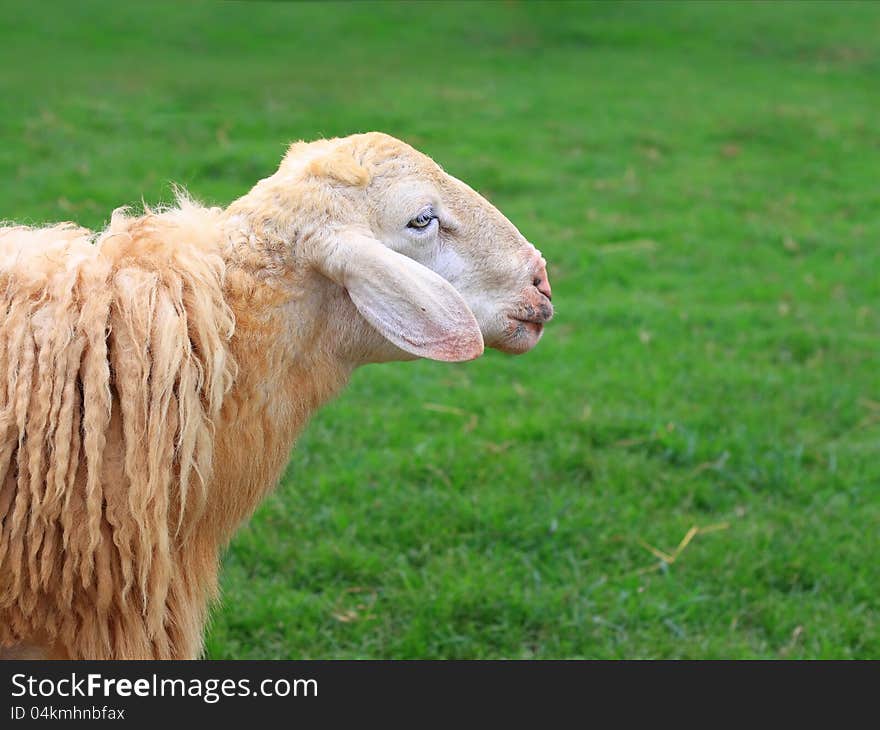 Closeup shot of sheep standing on green pasture