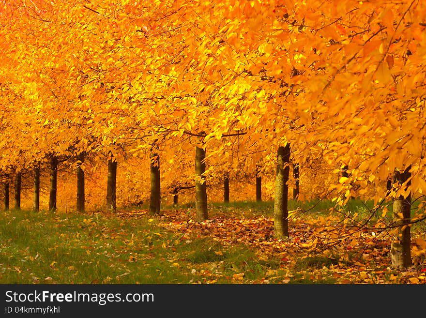 Autumn orange leaves falling from a row of trees in a cherry orchard. Autumn orange leaves falling from a row of trees in a cherry orchard