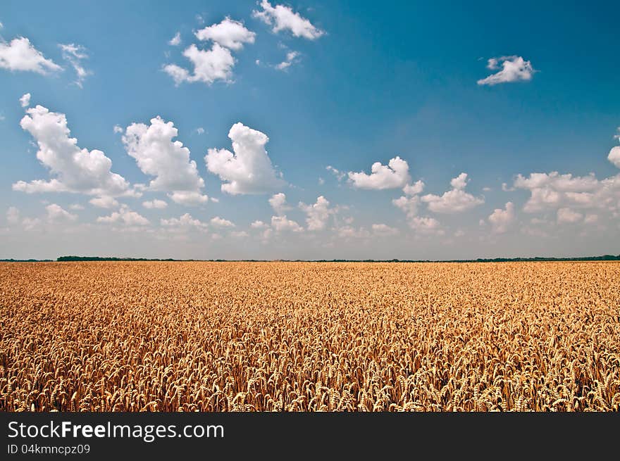 Golden wheat against blue sky and white clouds