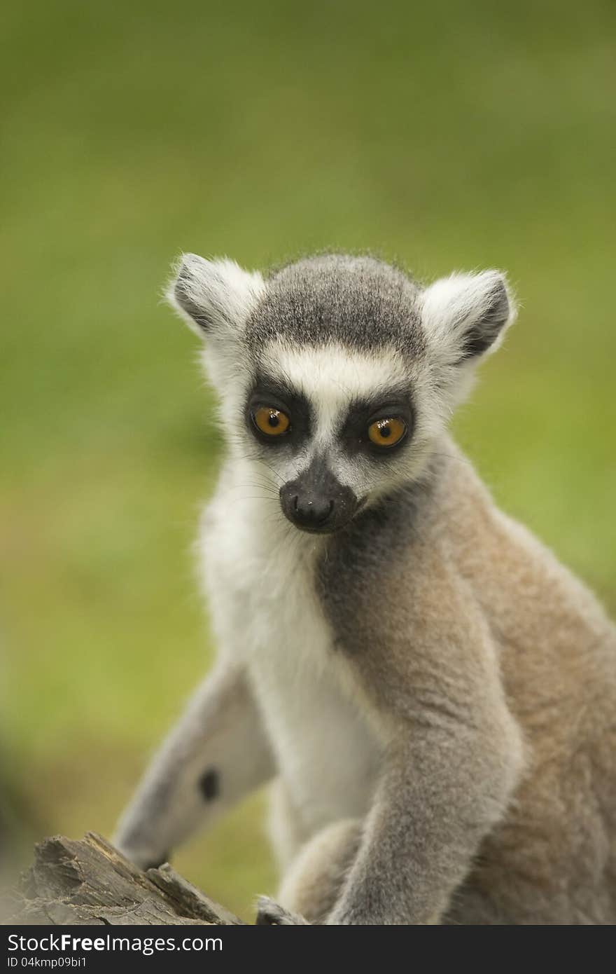 Close-up portrait of lemur catta (ring tailed lemur). Close-up portrait of lemur catta (ring tailed lemur)