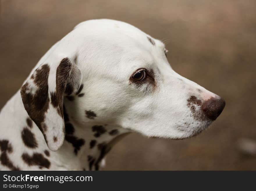 Close up of beautiful Dalmatian dog, Focus is on the eyes.