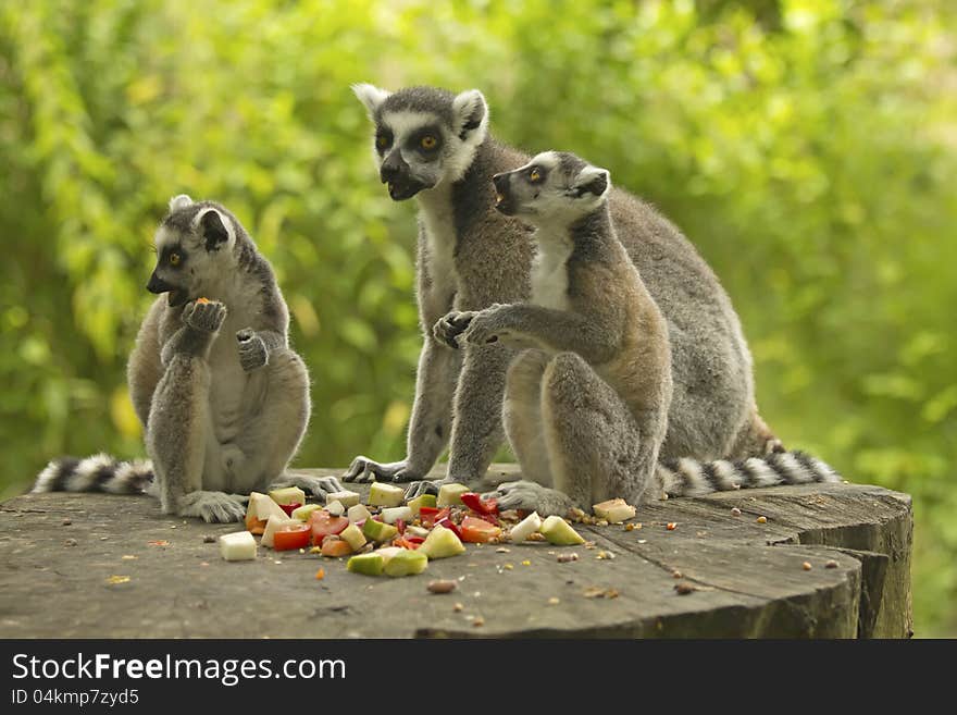 Group Tailed Lemur With Food