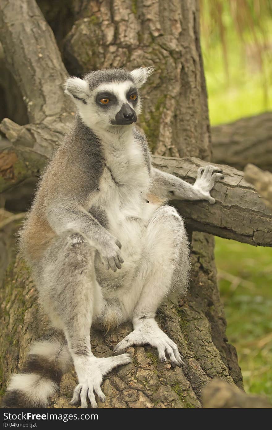 Tailed lemur sitting on tree trunk