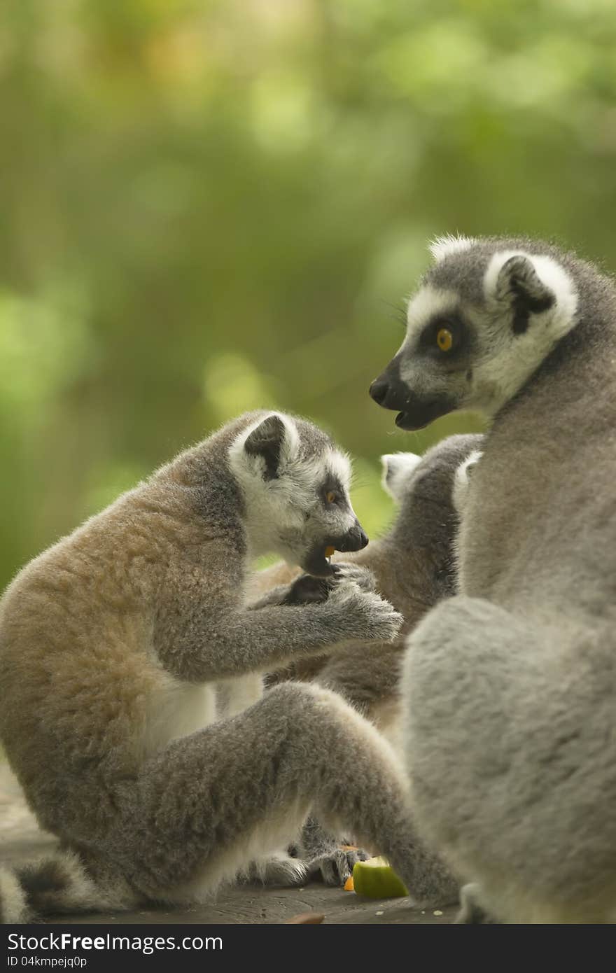 Couple of lemur with food.