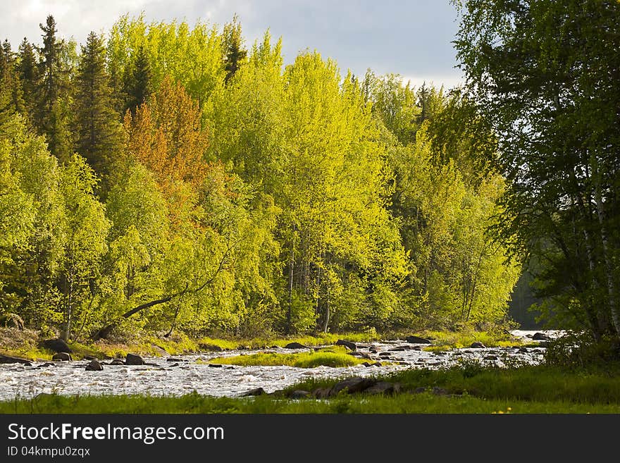 Sunny woods in North Kareliya. Sunny woods in North Kareliya