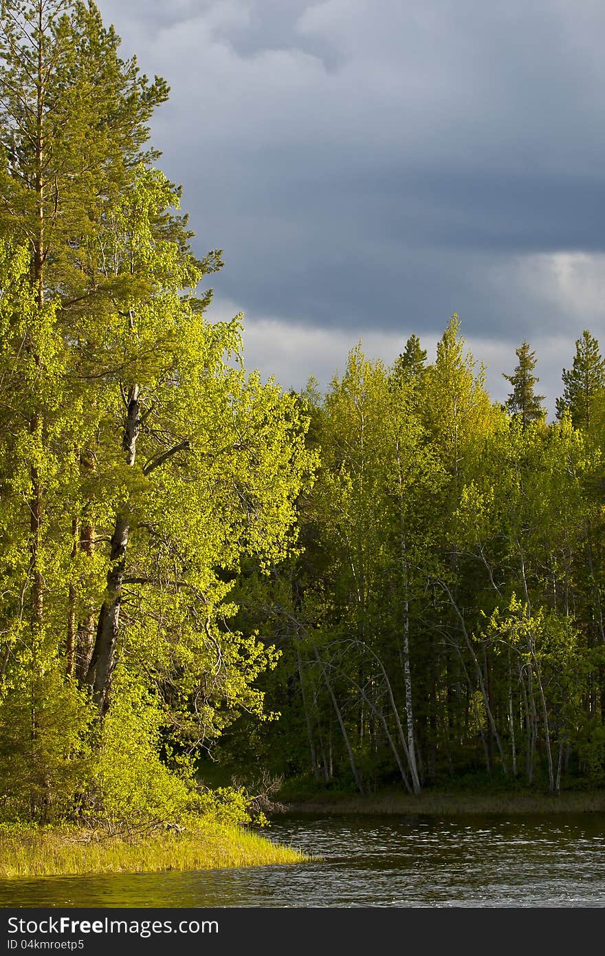 Sunny woods in North Kareliya. Sunny woods in North Kareliya