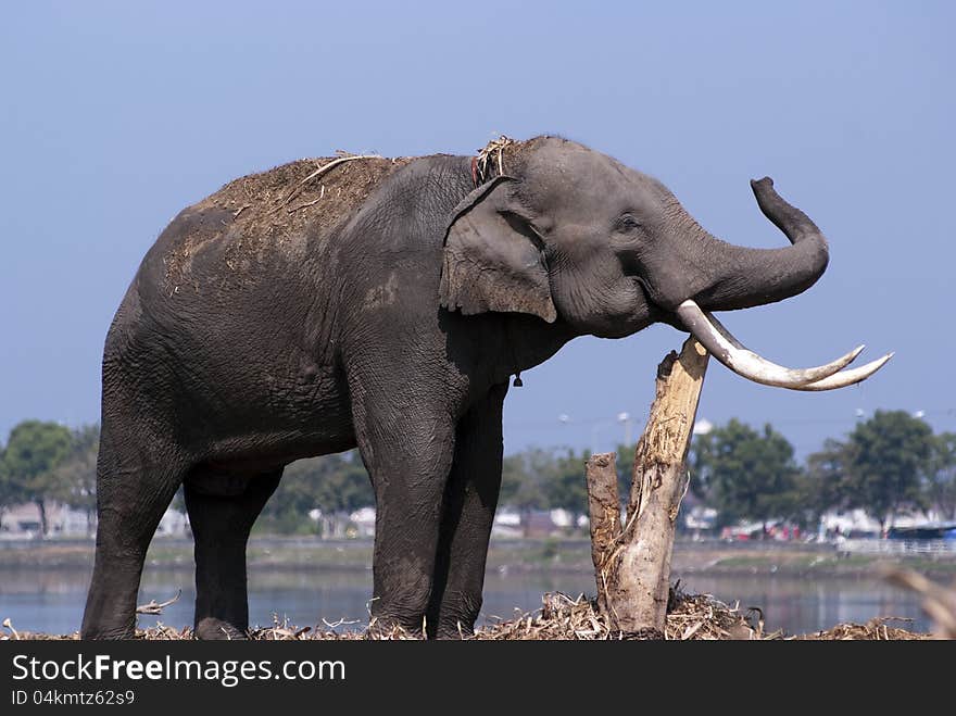 An elephant rubs its tusks againt a tree trunk by a river. An elephant rubs its tusks againt a tree trunk by a river