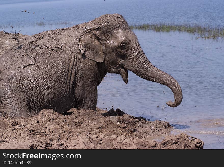 An elephant enjoys itself in the mud. An elephant enjoys itself in the mud