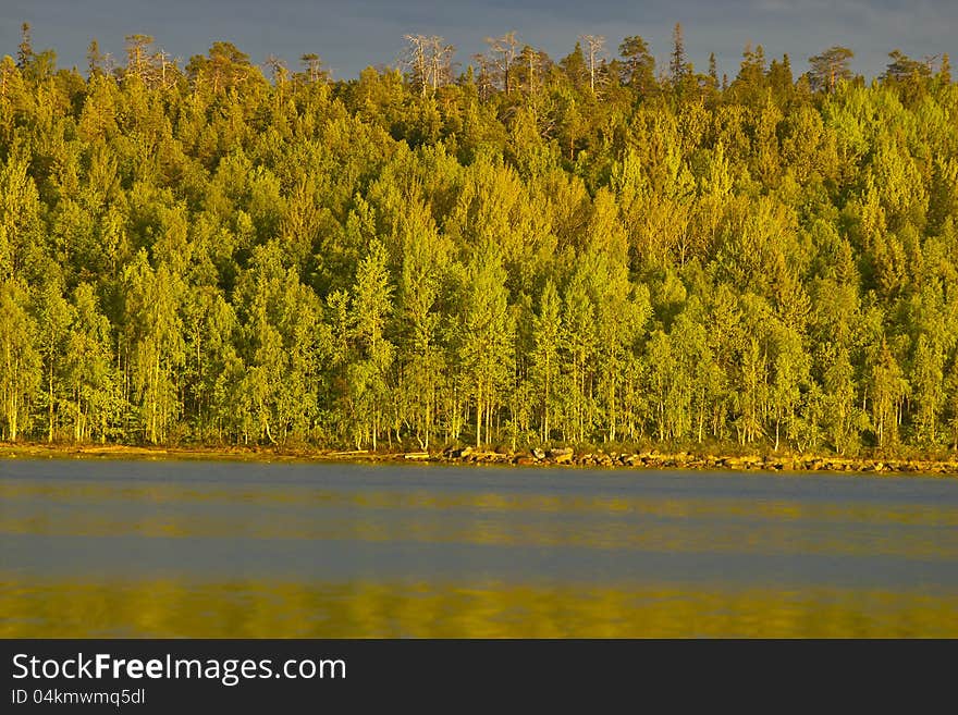 Sunny woods in North Kareliya. Sunny woods in North Kareliya