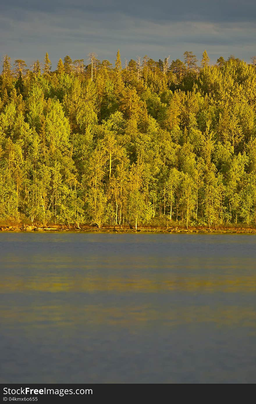 Sunny woods in North Kareliya. Sunny woods in North Kareliya