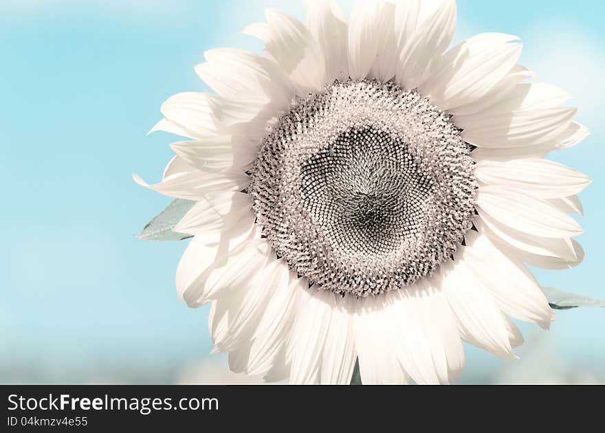 White Sunflower against of a light blue background. Toned image. White Sunflower against of a light blue background. Toned image