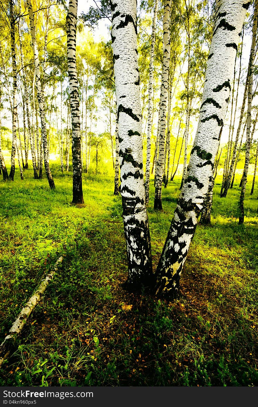 Forest Birch