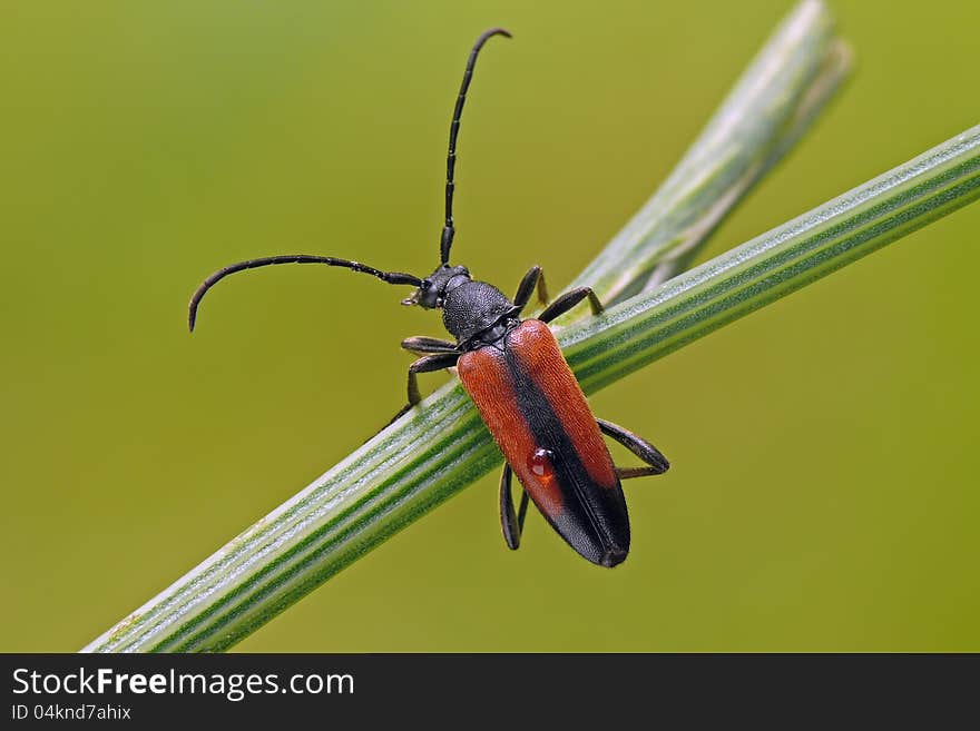 Longhorn beetle with water drop on the back. Longhorn beetle with water drop on the back.