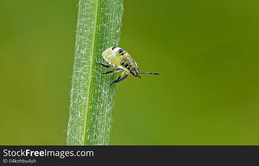 Common green shield bug's nymph on a grass. Common green shield bug's nymph on a grass.