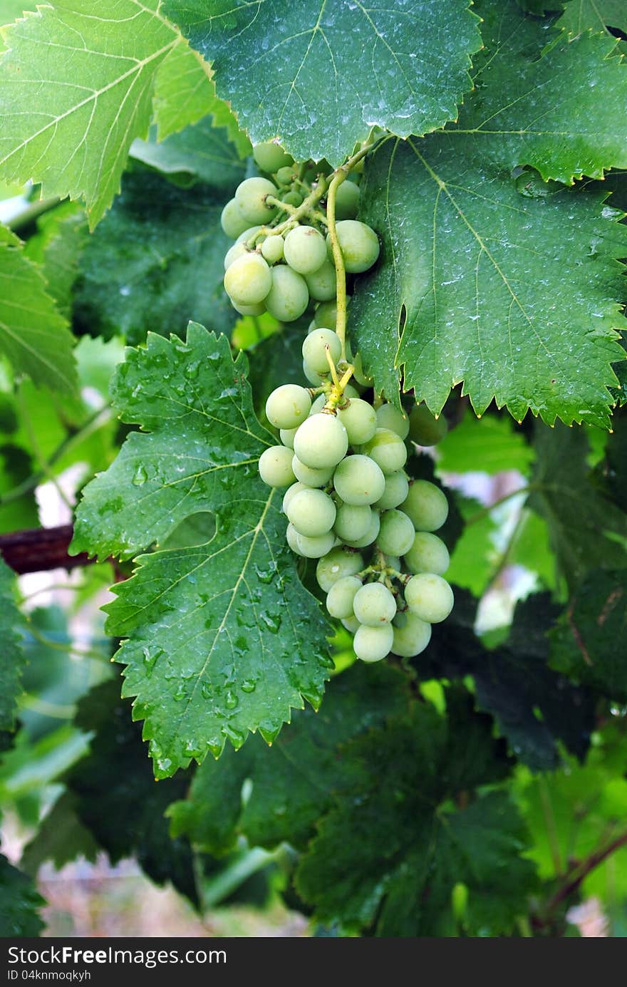 Early grapes in the vineyard