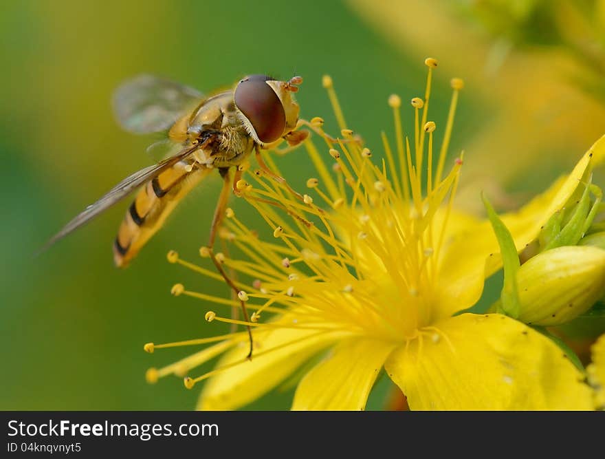 Closeup of a hover fly on a yellow flower. Closeup of a hover fly on a yellow flower.