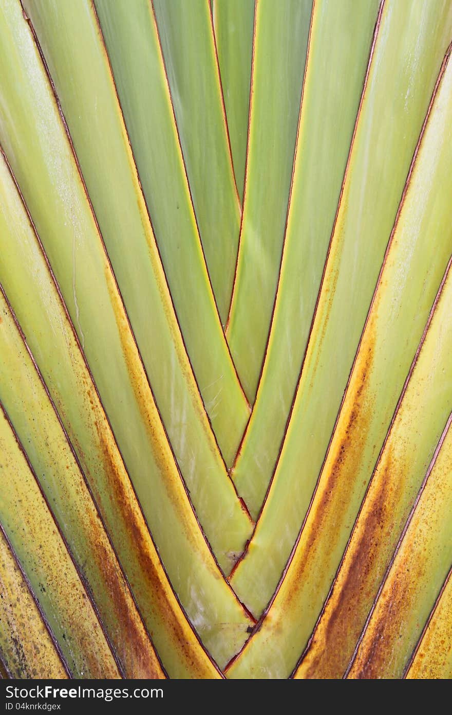 Banana blow in the garden.