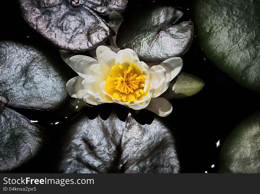 A view of a water lilly looking down on it. A view of a water lilly looking down on it.