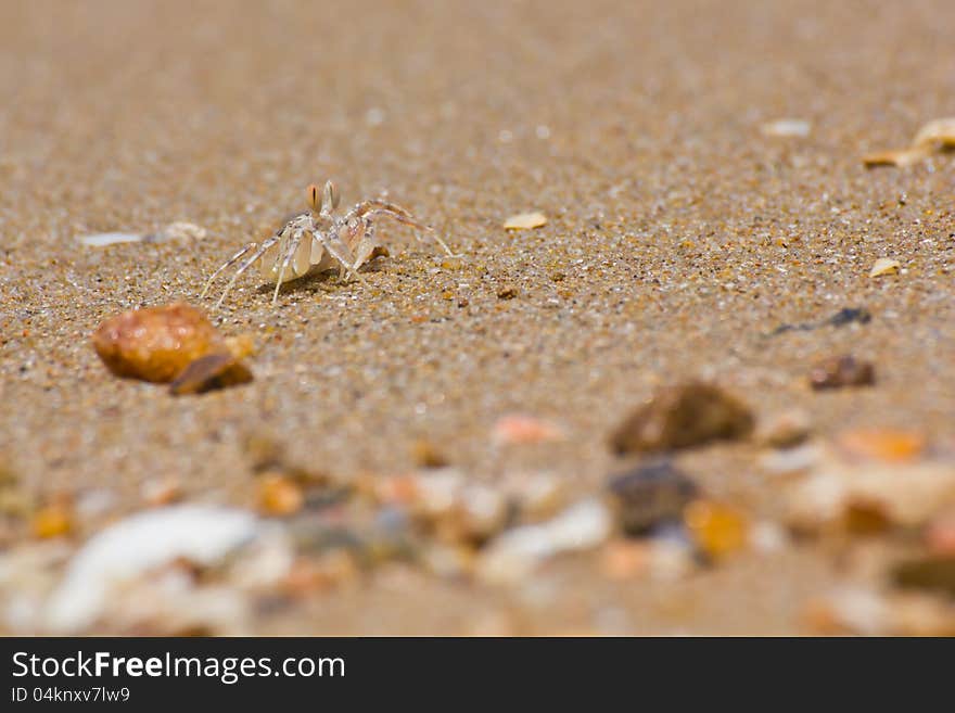 Crab with extended eyestalk on the beach. Crab with extended eyestalk on the beach