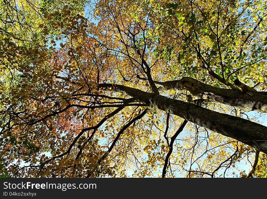 Autumn on the branches of trees. Autumn on the branches of trees.