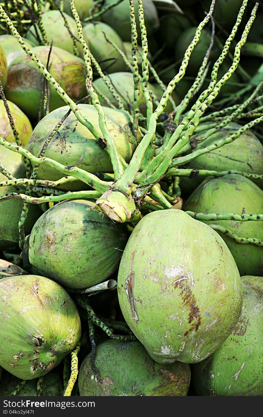 Coconut s stalk above cluster of coconuts