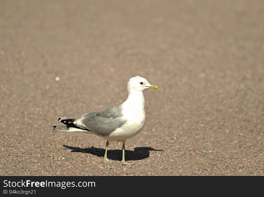 Seagull