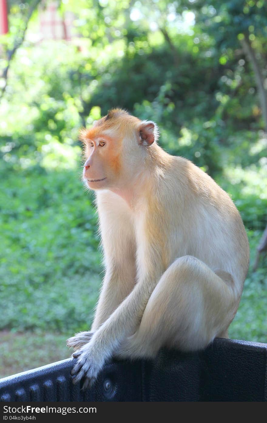 Crab-eating macaque or long-tailed macaque, Kosamphe forest park, Mahasarakham, Thailand