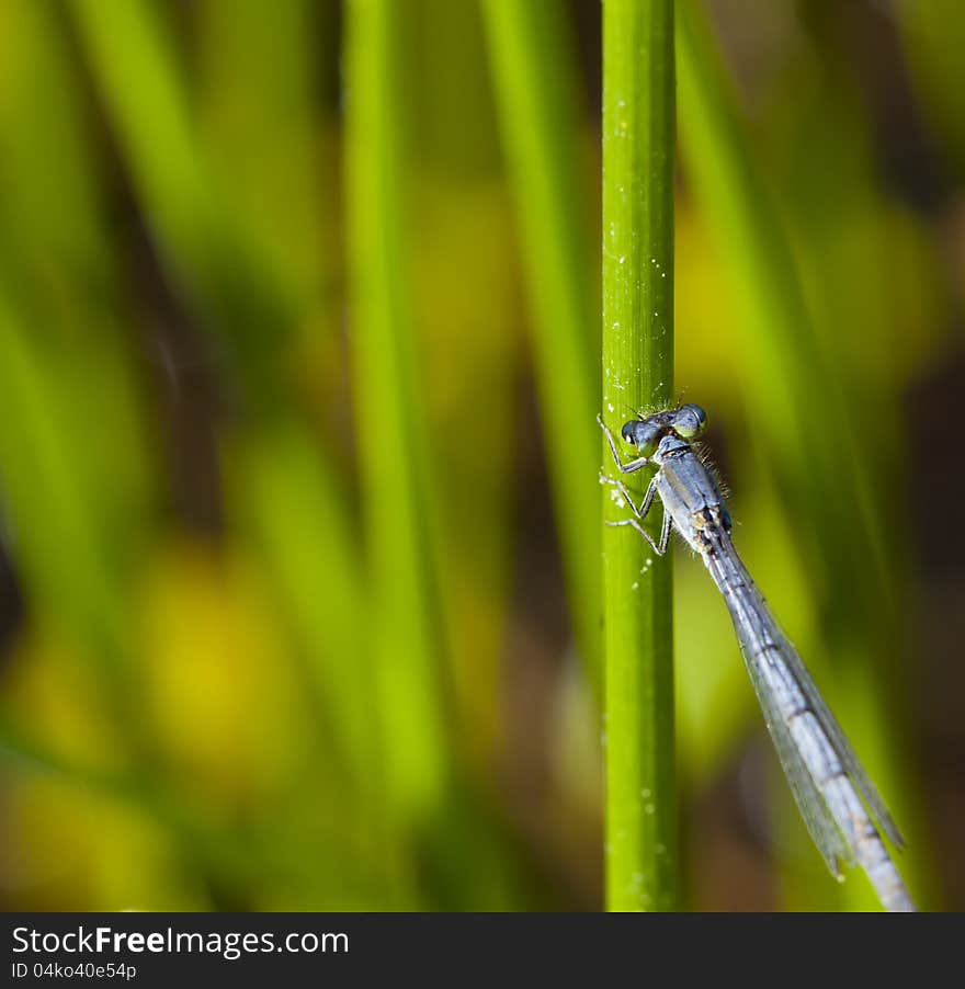 Closeup Macro shot of a damsel fly eating vegetation