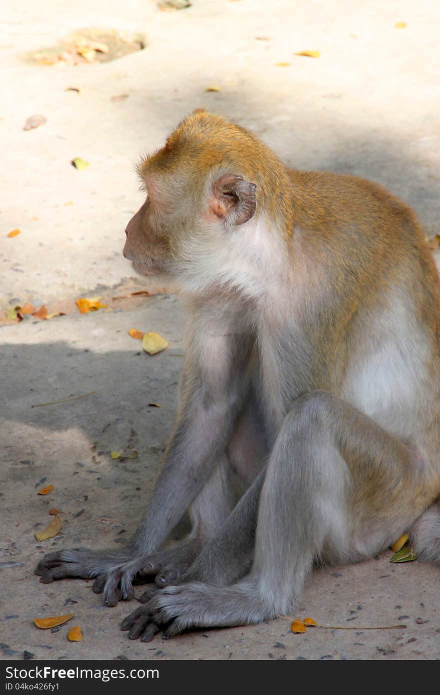 Crab-eating macaque or long-tailed macaque, Kosamphe forest park, Mahasarakham, Thailand