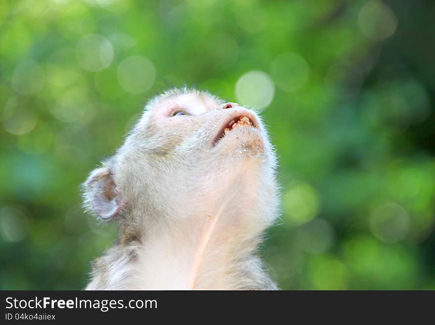 Crab-eating macaque or long-tailed macaque, Kosamphe forest park, Mahasarakham, Thailand