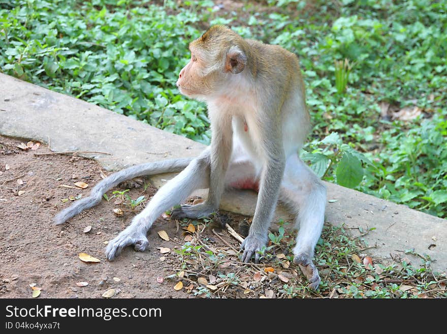 Crab-eating macaque or long-tailed macaque, Kosamphe forest park, Mahasarakham, Thailand