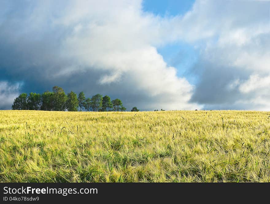 Barley field under the cloudy sky. Barley field under the cloudy sky