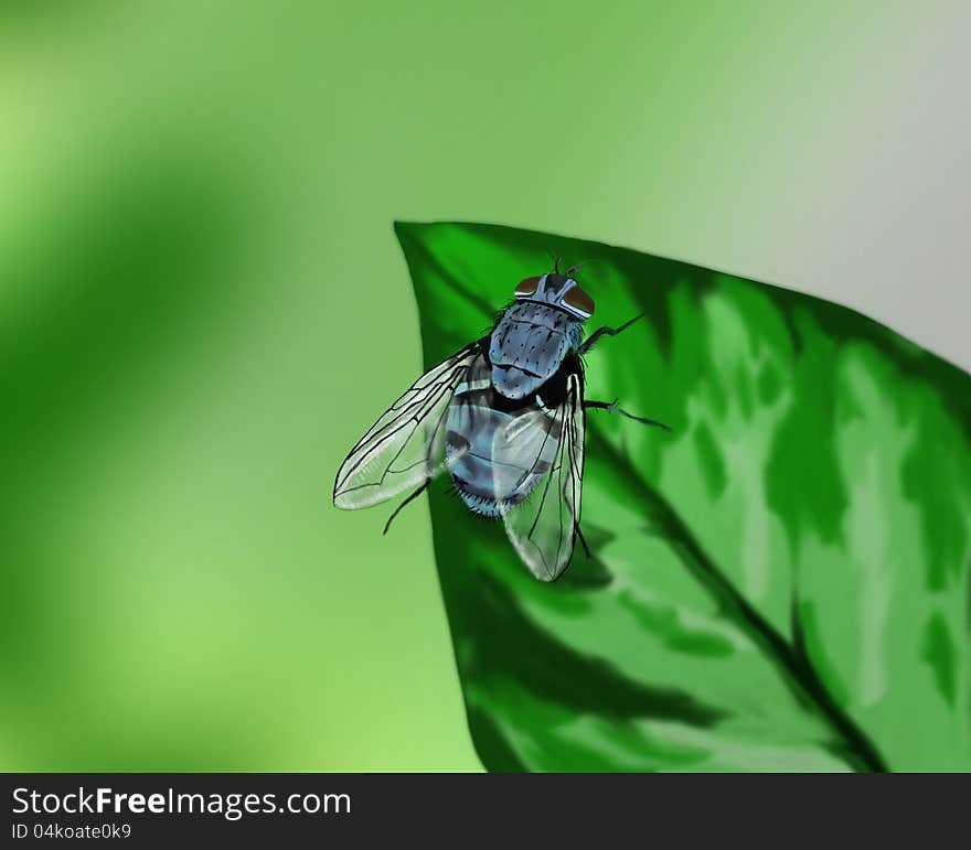 Blue Fly On A Leaf - Hand Drawn