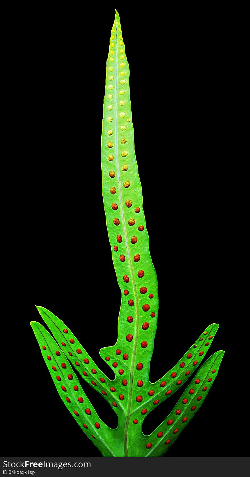 Dotted fren leaf on black background