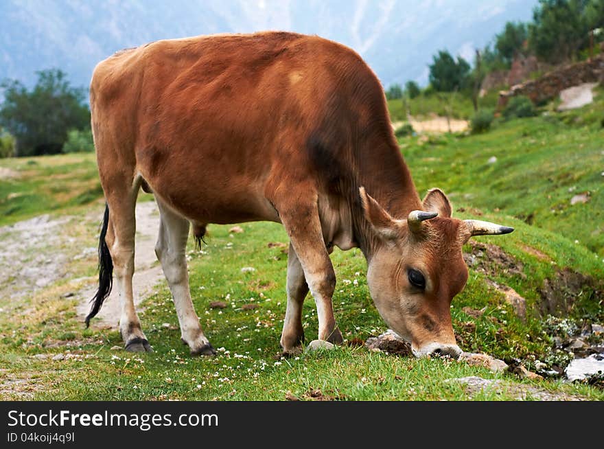 Brown cow on pasture